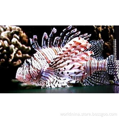 SMD Indoor Video Display (P6)